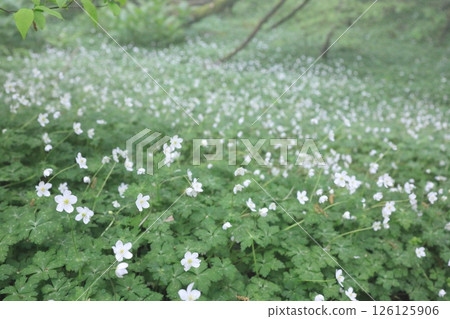 A field of lilies in Katla Valley, Mount Kongo 126125906
