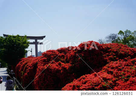 鳥居和杜鵑花 126126031
