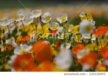 春天的花朵,紅色的花朵 春天的花朵,紅色的花朵 126126043