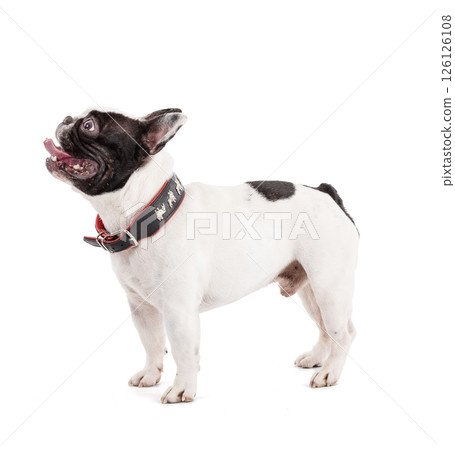 French bulldog standing up on a white background 126126108