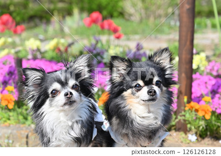 Colorful flower bed with tulips and two cute chihuahuas Colorful flower bed with tulips and two cute chihuahuas 126126128