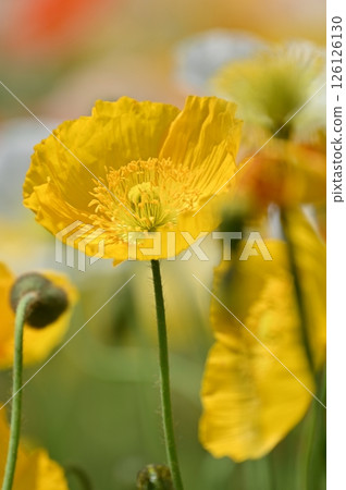 黃色罌粟花 黃色罌粟花 126126130