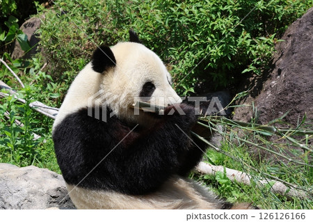 Panda to eat bamboo grass Panda to eat bamboo grass 126126166