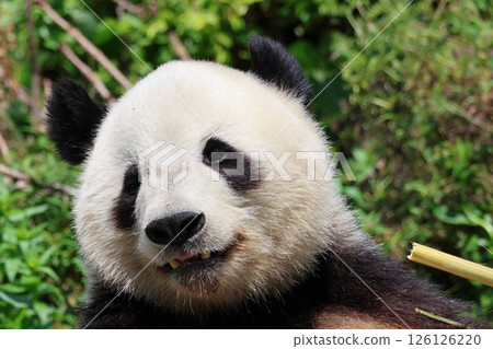 熊貓要吃竹草 126126220