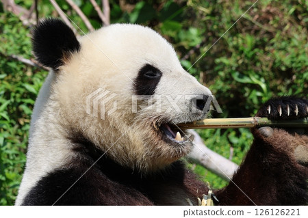 熊貓要吃竹草 126126221
