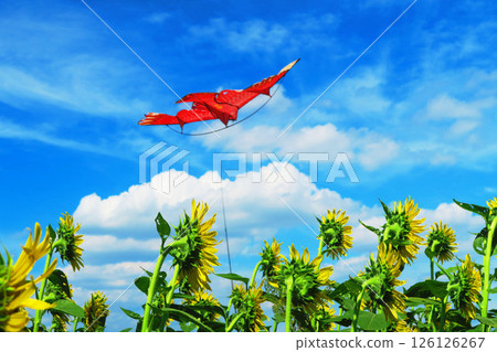 A landscape of sunflowers, blue sky and a red kite 126126267
