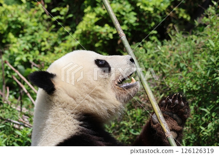 Panda to eat bamboo grass 126126319