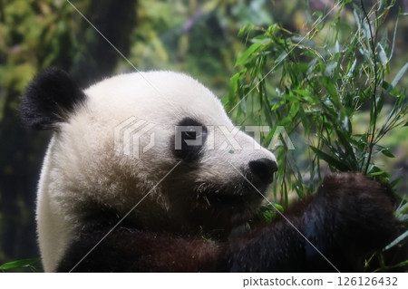 熊貓要吃竹草 126126432