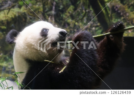 Panda to eat bamboo grass Panda to eat bamboo grass 126126439