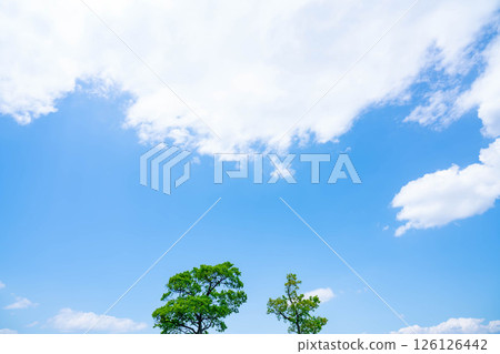 藍天,白雲和樹林 藍天,白雲和樹林 126126442