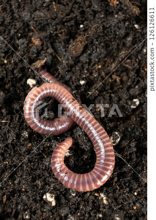 Top view of earthworm Eisenia fetida macro vertical shooting 126126611