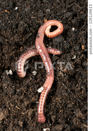 Top view of earthworm Eisenia fetida macro vertical shooting Top view of earthworm Eisenia fetida macro vertical shooting 126126613