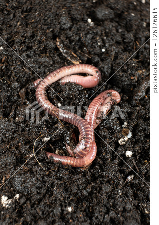 Earthworm on Soil Close-Up Macro View 126126615