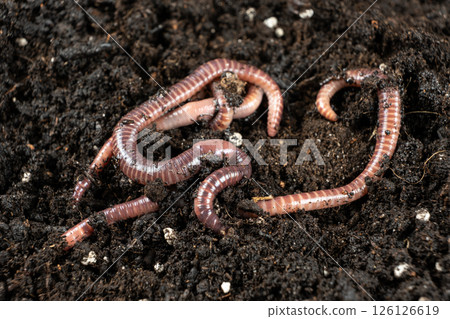 Group of Earthworms Crawling on Moist Soil Group of Earthworms Crawling on Moist Soil 126126619