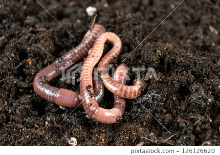 Earthworms on Soil Close-Up Macro View 126126620