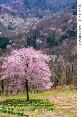 [Mountain Cherry Blossoms of Rikugo] Osenkyo Gorge [Ikeda Town, Kitaazumi District] 126126710