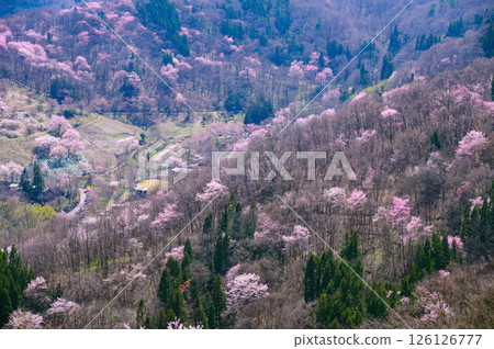[六鄉的山櫻花] 大仙峽 [北安曇郡池田町] 126126777