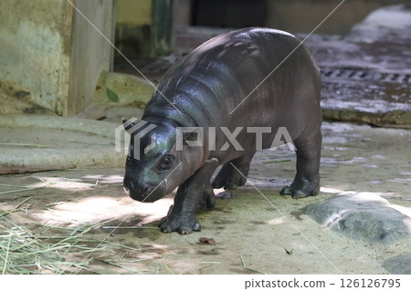 Baby Pygmy Hippopotamus 126126795