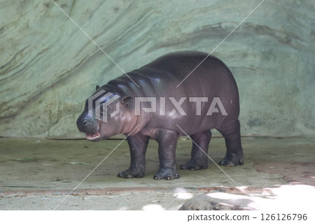 Baby Pygmy Hippopotamus 126126796