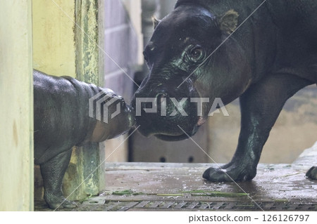 Parent and child pygmy hippopotamus 126126797