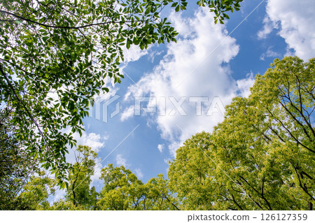 藍天和白色雲彩在初夏 藍天和白色雲彩在初夏 126127359