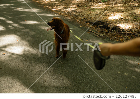 Irish Setter Dog Walking on Leash Along Forest Path with Owner on Sunny Day Irish Setter Dog Walking on Leash Along Forest Path with Owner on Sunny Day 126127485