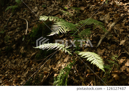 Wild Fern Leaves Growing on Forest Floor with Sunlight Filtering Through Woodland Canopy Wild Fern Leaves Growing on Forest Floor with Sunlight Filtering Through Woodland Canopy 126127487
