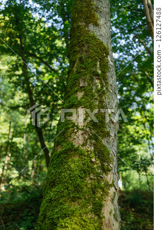 Moss-Covered Tree Trunk in Lush Green Forest 126127488