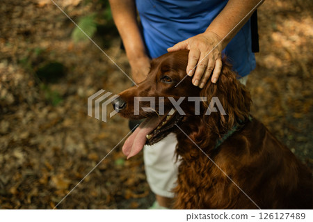 Happy Irish Setter Dog Being Petted by Owner During Forest Walk on a Warm Day 126127489