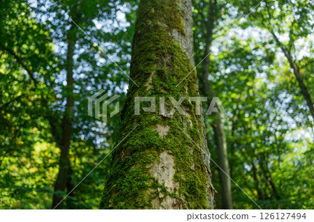 Moss-Covered Tree Trunk in Lush Green Forest Moss-Covered Tree Trunk in Lush Green Forest 126127494