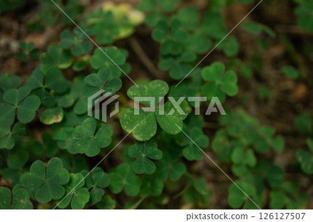 Green Forest Clover Plants Growing on Woodland Floor in Natural Light and Shadow 126127507
