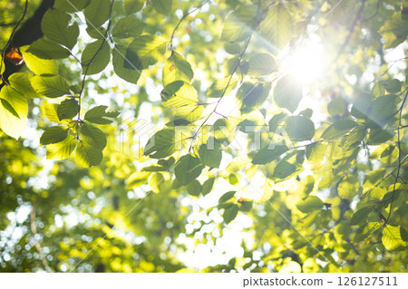 Sunlight Shining Through Green Tree Leaves in Peaceful Summer Forest 126127511