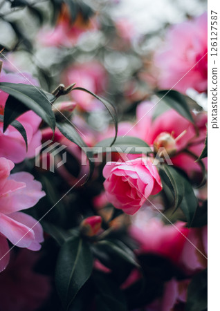 Pink Camellia Tree with Blooming Flowers 126127587
