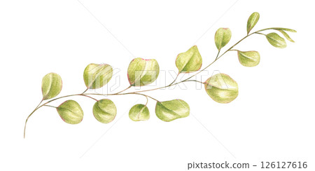 Delicate twisting branch with small round leaves watercolor illustration isolated background. Hand painted abstract plant for botanical designs, wedding stationery, organic packaging 126127616