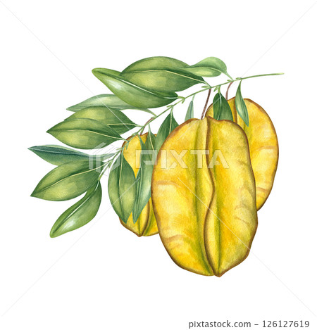Ripe carambolas hanging on branch with glossy green leaves watercolor illustration isolated background. Star fruits exotic botanical composition for tropical food packaging, healthy juice labels 126127619