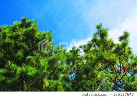 Scenery of sand-prevention forest and blue sky near the cemetery park in Urayasu City, Chiba Prefecture 126127648