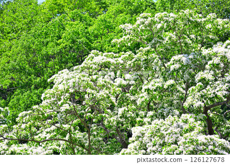 愛知縣犬山市：天然紀念物木槿 126127678