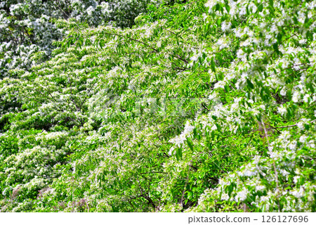 Inuyama City, Aichi Prefecture: Natural Monument Hibiscus monadelpha Inuyama City, Aichi Prefecture: Natural Monument Hibiscus monadelpha 126127696