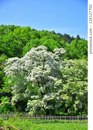 愛知縣犬山市：天然紀念物木槿 126127702