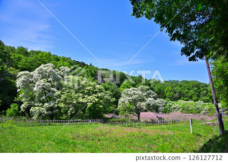 Inuyama City, Aichi Prefecture: Natural Monument Hibiscus monadelpha 126127712