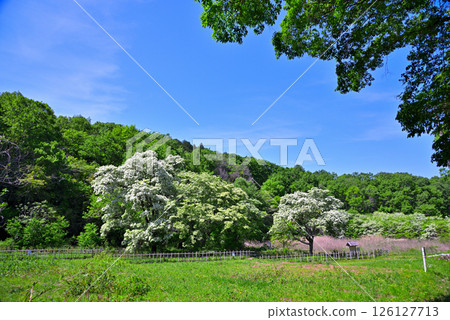 Inuyama City, Aichi Prefecture: Natural Monument Hibiscus monadelpha 126127713