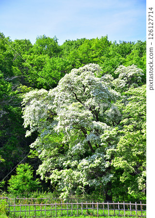 Inuyama City, Aichi Prefecture: Natural Monument Hibiscus monadelpha 126127714