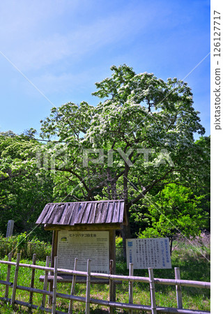 愛知縣犬山市:天然紀念物木槿 愛知縣犬山市:天然紀念物木槿 126127717