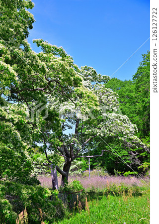 Inuyama City, Aichi Prefecture: Natural Monument Hibiscus monadelpha 126127722