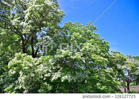 愛知縣犬山市：天然紀念物木槿 126127725
