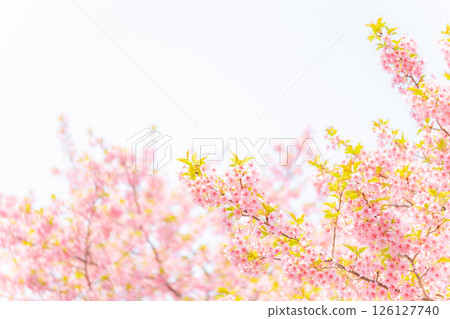 Cherry blossoms/spring image 126127740