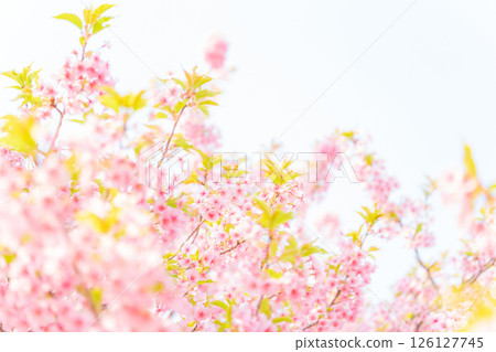 櫻花/春天的形象 126127745