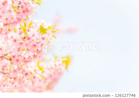 櫻花/春天的形象 櫻花/春天的形象 126127746