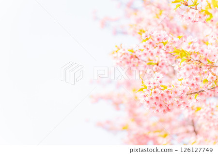 Cherry blossoms/spring image 126127749