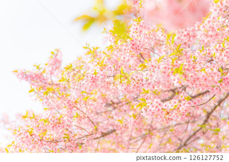 Cherry blossoms/spring image Cherry blossoms/spring image 126127752